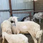 حريات متابيع