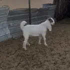 تيس ابيض مشروك للبيع