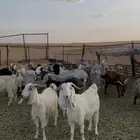 غنم ماعز