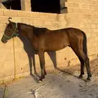 حصان سبوق