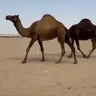 لقحات طيبه مشروطه