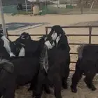 تيوس عوارض بلدي ذبايح