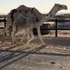 خلفه منيحه معها بكره