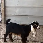 مشروع فحل عارضي