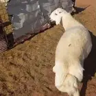 حري خرووف العمر بين7 إلى8 شهور