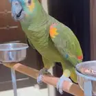 بغبغاء امازون