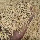 شعير بلدي - الشرقيه الموقع مزارع حرض