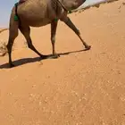 للبيع عشرا صفرا كفو