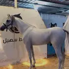 حصان واهو جزيري