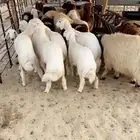 خرفان حريات