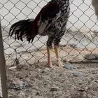 دجاج سندي زوج