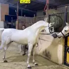 حصان واهو منتج