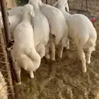 6طليان فل شحم وطراف ونظاف شرط(( تم البيع ))
