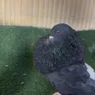 نفاخ إسباني