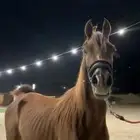 فرس عربية شعبية من شيخة أفراس
