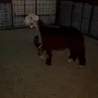 رخل نجديه كفو