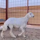 خروف حري صنف الصنف من حلال ابو فيصل الحنيني