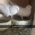 حمام فرنسي لاحم سوبر جامبو سلفر