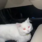 حصلت قطه مفقوده