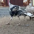 دجاج رومي