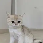 قطه سكوتش برتش
