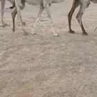 للبيع القعود جده الحاكم ثبت