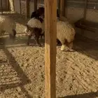 نعيم بلدي