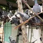 مطلوب حمام بلدي كمية