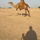 بكره ساحليه لقحة للبيع