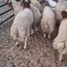 طليان جذعان نعيم