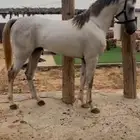 حصان شعبي سليم شرط مايشتكي من شي ركوبه طرب يصلح للمبتدئين