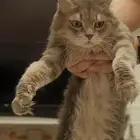 قط ذكر معقم للتبني