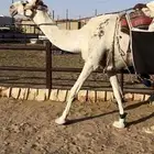 رحول وضحى طيبه