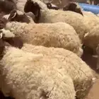 هرافا نعيم ضحايا