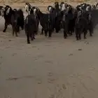 معزا عوارض خصم