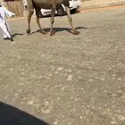 ناقه صفرا لقحه