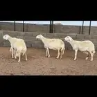 فنم صنف