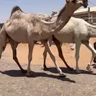 بكره حقه كفو