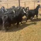معزاء مراح