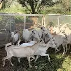 ماعز قزمي
