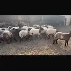 جذعات منوة القناي 40 راس