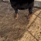 للبيع تيس فحل