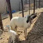 ثنيه تحتها طلي