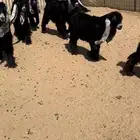 للبيع جفرات عوارض طيبه صنف الصنف