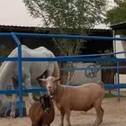 جوز ماعز قزم مستوا فاخر