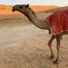 للبيع شعلاا جذعه