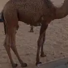 للبيع قعود