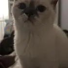 قطط للبيع بسعر معقول