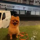 بومرينيان العمر 7 شهور معاه جميع اغراضه