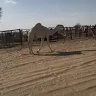 قعود كفو على طياحان ابن وديد